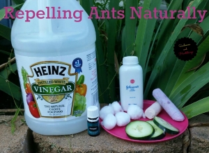 Repelling Ants Naturally